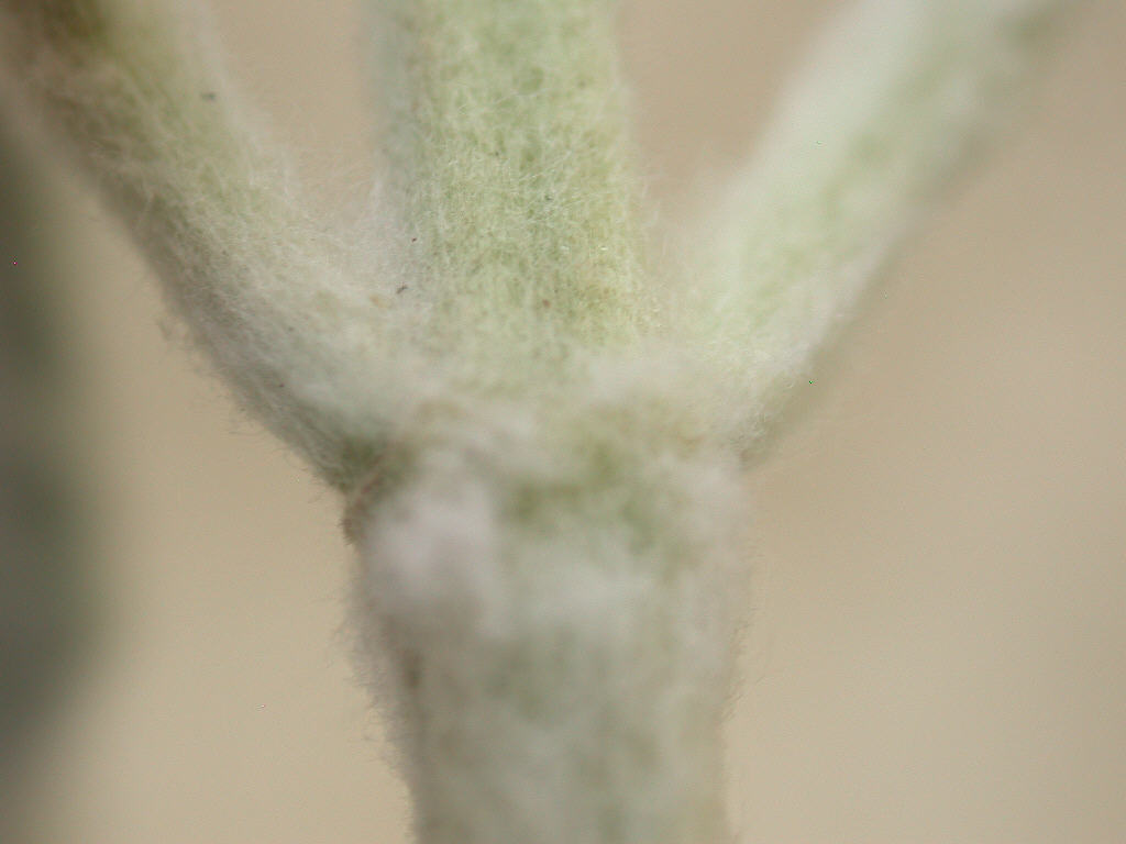 Marrubium incanum